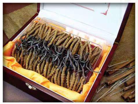 西乡塘冬虫夏草回收